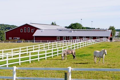 horse-farm-with-horses-in-pasture